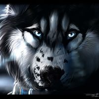 wolf.pack.hoops