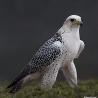 original sound - insta_harf