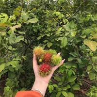 original sound - 27722772r0