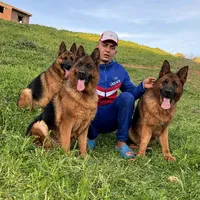 original sound - elkhalmoudir