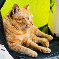 เสียงต้นฉบับ - แมวจรอินดี้