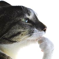 Почему тут одни арабы