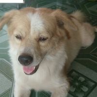 nhạc nền - Mi Lu 🐶