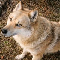 wolfwalker041