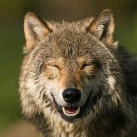 wolf___319
