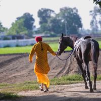 punjabtoncanada