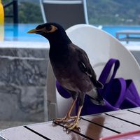 original sound - uwu bird