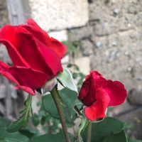emine_718