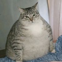 vvviqeue00