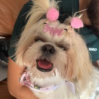 ayla.shih.tzu