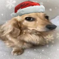 christmas_ofdays25