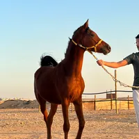 original sound - a_10_94