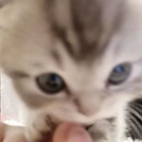 オリジナル楽曲 - ︎︎