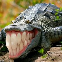 original sound - เล่นไล่เซ็กในBFโครตเก🗿🔥