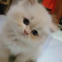 suara asli - Ayy🐼🐼