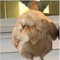 carlosdanery0