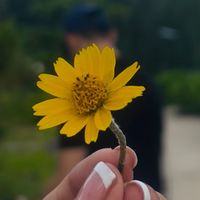 266_sophia