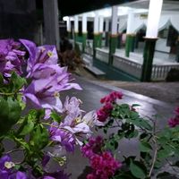 suara asli - _RAY_