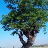 မူရင်းအသံ