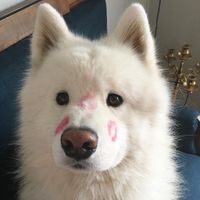 เสียงต้นฉบับ - เด็กชายดอตอ