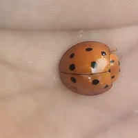 original sound - tddcare247