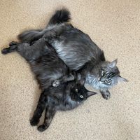 оригинальный звук