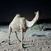 الصوت الأصلي