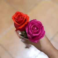 _.celesterodriguez._