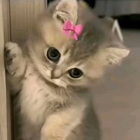 miishirajput