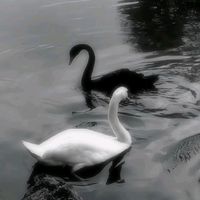itsannu46