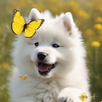 nhạc nền - Cún ♥️