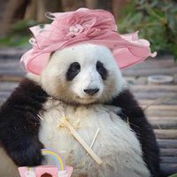 panda.qin