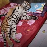 nhạc nền - Bé mê Starbucks