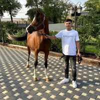 mohammadmustfa11