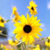 original sound - svay.somardy