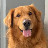 original sound - im_kovuthegolden