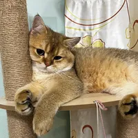 original sound - leomeow13
