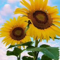 original sound - lediane5472