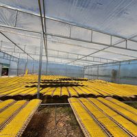 nhạc nền - Thích ăn Bánh Tráng Nướng