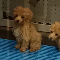 original sound - howusurday