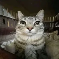 original sound - marcosgabrielbor