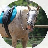 lianaequine