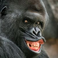 оригинальный звук