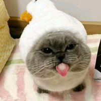 jin5341
