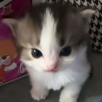 оригинальный звук