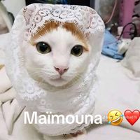 zooomouna2