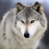 オリジナル楽曲 - ♀️野生の狼🐺【サブ垢】4910