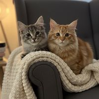 luxloxcoons