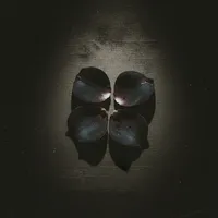 original sound - midnightpetals.wav