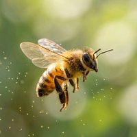 original sound - Wen